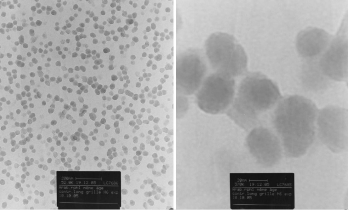 microtom-1.JPG